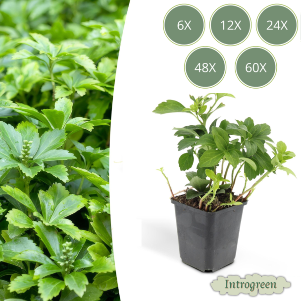 6 tot 60 Stuks Schaduwkruid Green Carpet / Pachysandra terminalis , Groenblijvende Bodembedekker  - ↕10-25cm - Ø9cm