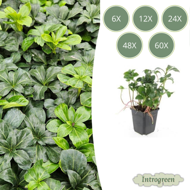 6 tot 60 x Pachysandra terminalis 'Green Sheen' / Schaduwkruid / Dikkemanskruid - Borderplanten / Bodembedekkers  ↕10-25cm