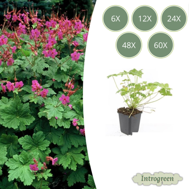 6 tot 60 Stuks Ooievaarsbek / Geranium macrorrhizum Czakor, Helder Rose Bloemen, Winterhard - ↕10-25cm - Ø9cm
