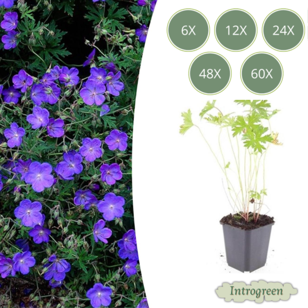 6 - 60 Stuks Geranium Ooievaarsbek Johnsons Blue, Prachtige Blauwe Bloemen, Winterhard - ↕10-25cm - Ø9cm