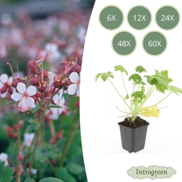 6 tot 60  Stuks  Ooievaarsbek / Geranium macrorrhizum Spessart, Zachtroze tot Wit ,Sterke Bodembedekker - ↕10-25cm - Ø9cm