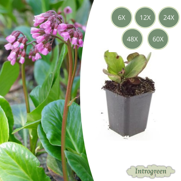 Schoenlappersplant 'Herbstblüte' - Bergenia cordifolia (6 - 60 st.)  - Winterharde bodembedekker