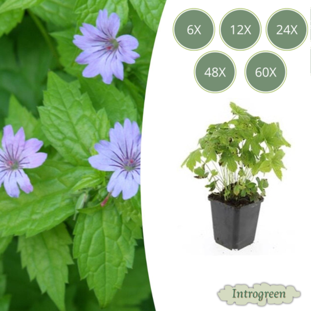 6 tot 60 Stuks Ooievaarsbek / Geranium Nodosum Lila Bloemen met donkere Aderen  - ↕10-25cm - Ø9cm