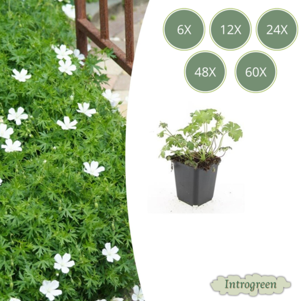 6 tot 60 stuks Ooievaarsbek  / Geranium sanguineum 'Album' -Witte Bloemen -  - ↕10-25cm - Ø9cm