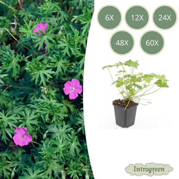 6 tot 60 Stuks Ooievaarsbek / Geranium  'Tiny Monster', Rose bloemen met donkere aderen- ↕10-25cm - Ø9cm