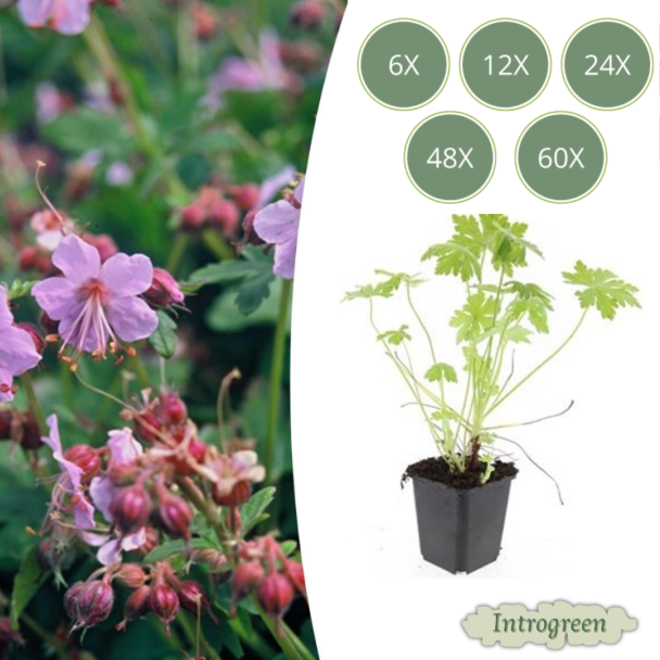 6 tot 60 Stuks Ooievaarsbek /  Geranium macrorrhizum, Lila, Blauw, Rose Bloemen,Winterhard - ↕10-25cm - Ø9cm