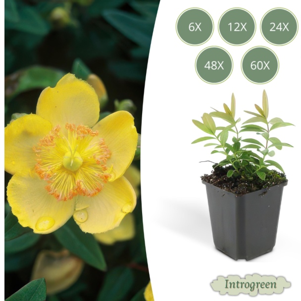 6 tot 60 Stuks Grote Hertshooi / Hypericum Calycinum, Aantrekkelijke Bodembedekker, - ↕10-25cm - Ø9cm