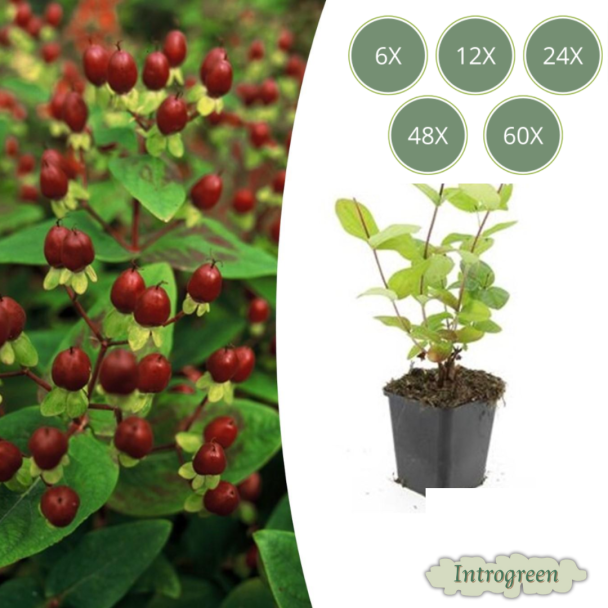 6 tot 60 Stuks Johanneskruid Beauty, Hertshooi - Hypericum inodorum Gele Bloemen en Sierlijke Bessen   ↕10-25cm - Ø9cm