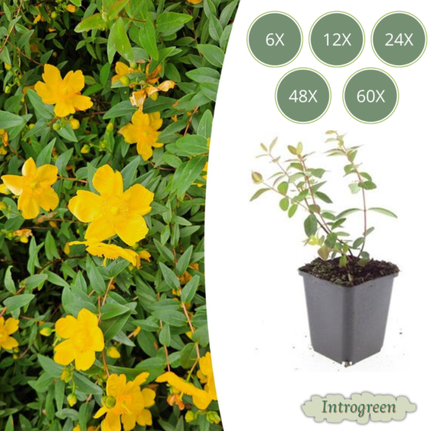 6 tot 60 Stuks Hertshooi /  Hypericum dummeri  Peter Dummer, Onderhoudsarm, Gele Bloemen - ↕10-25cm - Ø9cm