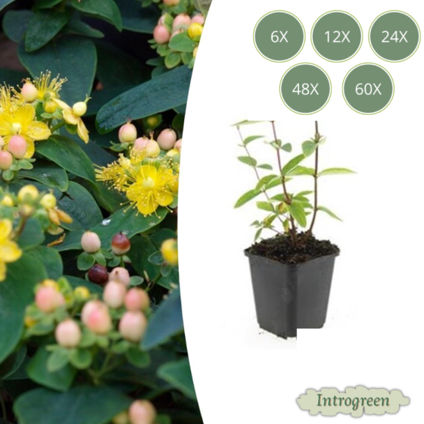 6 tot 60 Stuks Johanneskruid / Hypericum inodorum 'Annebel', Hertshooi, Gele Bloemen en Sierlijke Bessen ↕10-25cm - Ø9cm