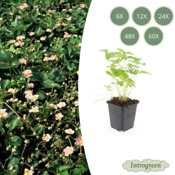 6 - 60 st Bosaardbei, Bloemkleur Wit met een Geel Hartje, bodembedekker, Rode Aardbeien, Fragaria vesca - ↕10-25cm - Ø9cm