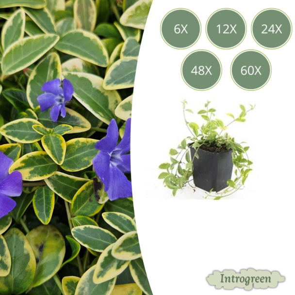 6 tot 60 Stuks MaagdenPalm /  Vinca minor 'Aureovariegata' Blad met GoudGele Rand, Paarse Bloemen  - ↕10-25cm - Ø9cm