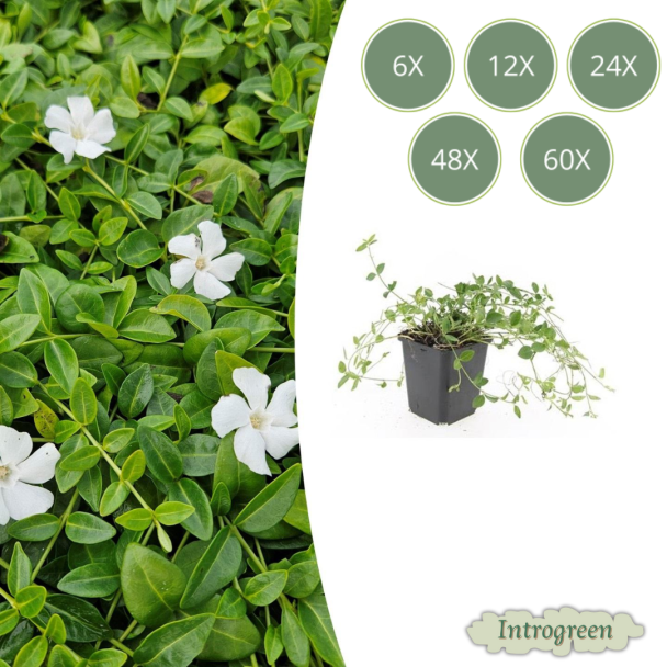 6 tot 60 Stuks Maagdenpalm / Vinca minor 'Gertrude Jekyll', Mooi Witte Bloemen - ↕10-25cm - Ø9cm