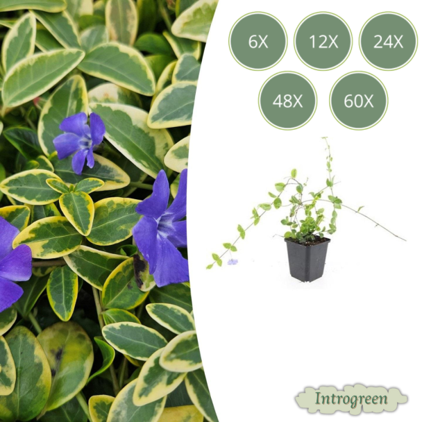 6 tot 60 Stuks Maagdenpalm / Vinca minor 'Blue and Gold', Bont Blad met Blauw Violette Bloemen  - ↕10-25cm - Ø9cm