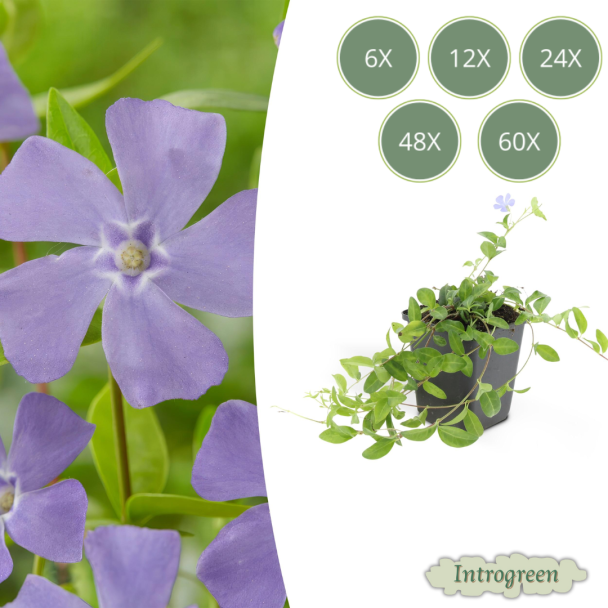 6 tot 60 stuks kleine Maagdenpalm minor / Vinca minor, Blauwe Bloemen  - ↕10-25cm - Ø9cm