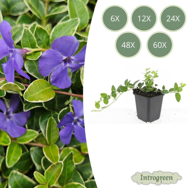 6 tot 60 Stuks Maagdenpalm / Vinca minor 'Ralph Shugert ', Lichtblauwe Stervormige Bloemen - ↕10-25cm - Ø9cm