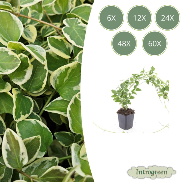 6 tot 60 stuks Grote Maagdenpalm / Vinca Major 'Variegata', Sierlijk Blad met Cremige Rand, Lila-Paarse  Bloemen  - ↕10-25cm - Ø9cm