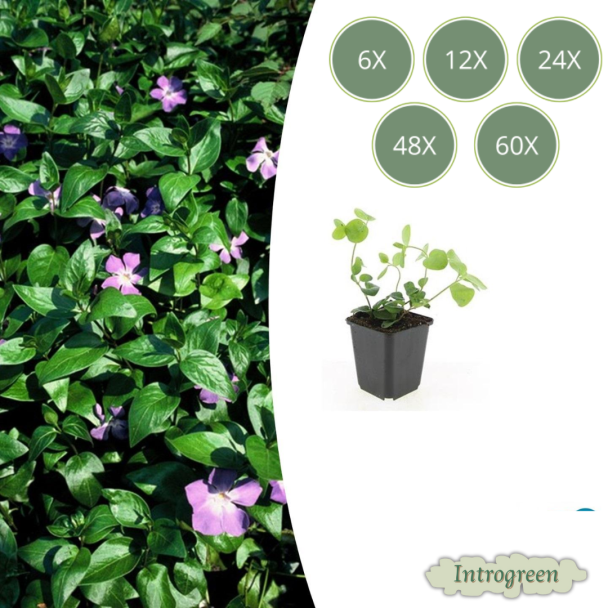 6 tot 60 stuks Grote  Maagdenpalm / Vinca major, Sierlijk Groen Blad, Paars Bloemen  - ↕10-25cm - Ø9cm