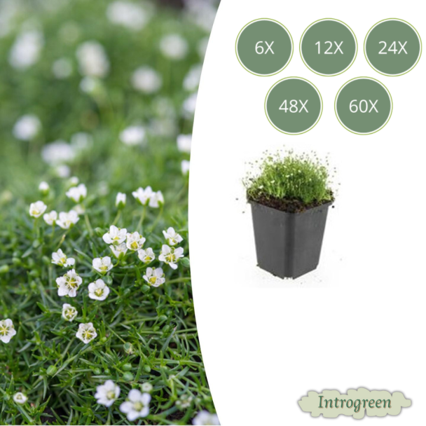 6 - 60 x Iers moss  -  Sagina subulate - laagblijvende grondbedekker - vetmuur