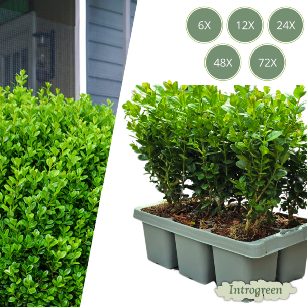 Buxus NewGen Freedom – Set van 6 tot 72 Sterke, Compacte Buxusplanten (Ø7 cm, ±15 cm Hoog)