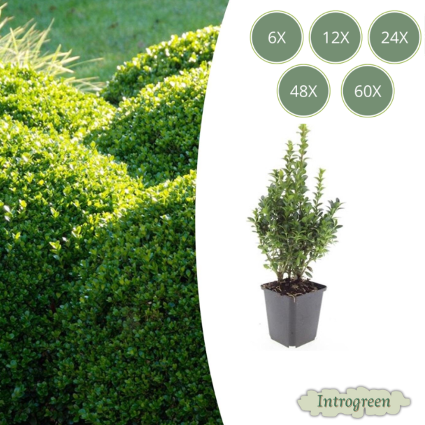 6 tot 60 Stuks 40x Buxus Sempervirens - de gewone buxus, winterharde haag  ↕10-25cm - Ø9cm