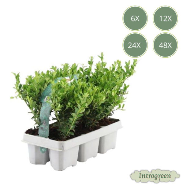 6 tot 48 Stuks Japanse Hulst /  Ilex crenata  Jenny, De Perfecte Buxusvervanger, Groene Haag Ø7 cm - ↕15 cm
