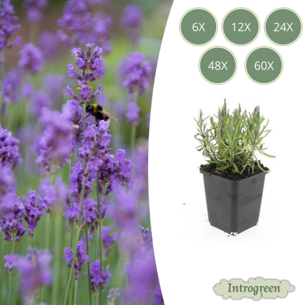 6 tot 60 Stuks Lavendel tuinplanten - Lavandula angustifolia 'Munstead' - ↕10-25cm - Ø9cm