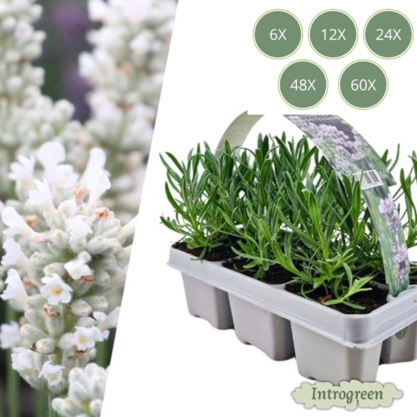 Lavendel angustifolia 'White' – 6 tot 72 stuks – Witte Lavendel ↕15 cm – Borderplant & Laag Haagje – Pot Ø7 cm