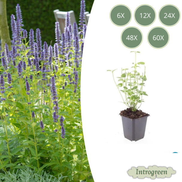 Agastache 'Black Adder' Tuinplanten – Sets van 6, 12, 20, 40 & 60 Stuks – Donkerpaarse Bloemen & Bijvriendelijk