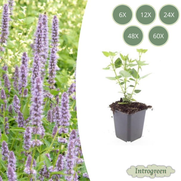 Agastache 'Blue Fortune' – Blauwe Dropplant | Geurige Vaste Plant | Verkrijgbaar in 6, 12, 20, 40 & 60 stuks