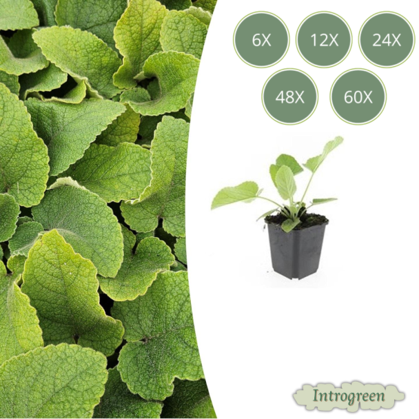 Phlomis russeliana – Brandkruid Groenblijvende Borderplant & Bodemdekker | Verkrijgbaar in 6, 12, 20, 40 & 60 Stuks