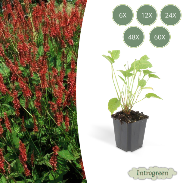6 tot 60x Persicaria amplexicaulis – Rode duizendknoop – Sterke vaste plant – Pluimvormige bloei juli-september – Ø9 cm pot
