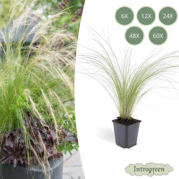 6 - 60 st Mexicaans vedergras Stipa tenuissima 'Ponytails' - ↕10-25cm - Ø9cm