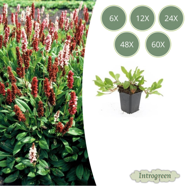 6 t/m 60 stuks Duizendknoop 'Darjeeling Red' – Persicaria affinis – Winterharde Bodembedekker Rood-Roze