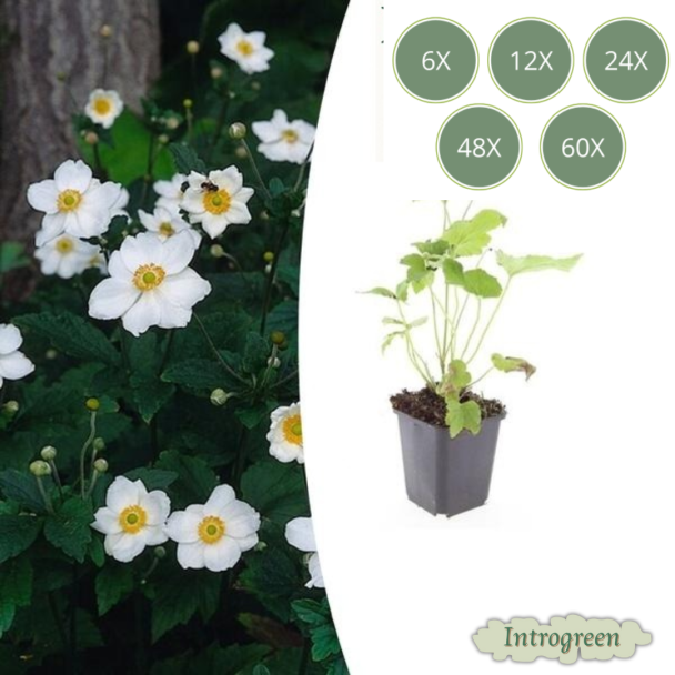 sets van 6 t/m 60 stuks Anemone hybrida 'Honorine Jobert' – Herfstanemoon