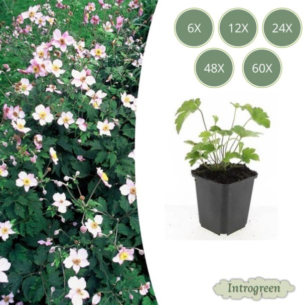 Anemone tomentosa 'Robustissima' – Robuuste vaste plant | Witte bloemen | 90-100 cm | Halfschaduw | Sets 6-60