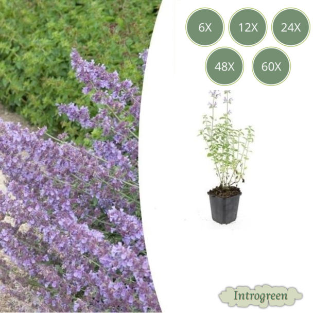 6 tot 60 Stuks Nepeta 'Walker's Low' (Kattenkruid) – geurige vaste plant voor bijen, vlinders en katten
