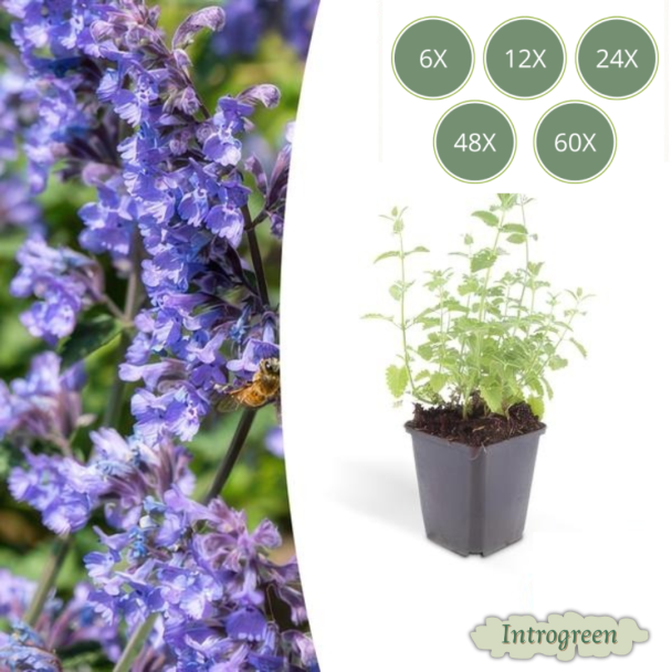 6 tot 60 stuks Nepeta ‘Six Hills Giant’ – Kattenkruid met lila-blauwe bloemen voor bijen, vlinders én kattenliefhebbers