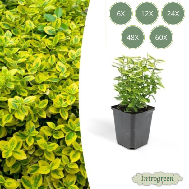 Euonymus fortunei 'Emerald 'n Gold' – Groenblijvende kardinaalsmuts met bont blad (sets van 6 t/m 60)