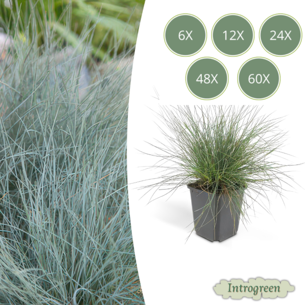 6- 60 stuks  blauw schapengras Festuca glauca 'Elijah Bleu' - ↕10-25cm - Ø9cm - siergras - viltgras