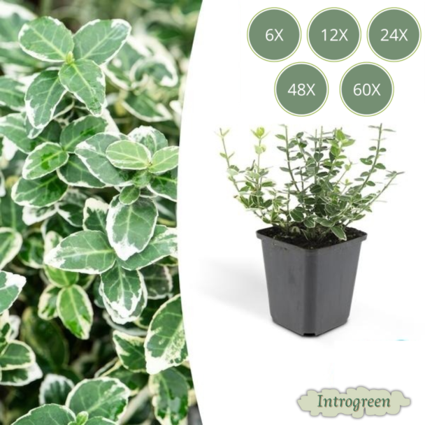 6 tot 60 Stuks Euonymus fortunei 'Emerald Gaiety' – Japanse Kardinaalsmuts – Groenblijvende sierstruik – Ø9 cm pot – ca. 10–15 cm hoog
