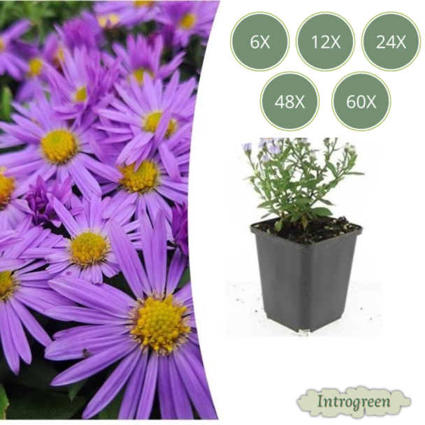 Aster Prof. Anton Kippenberg – Bodembedekkende Herfstaster – 6 t/m 60 stuks