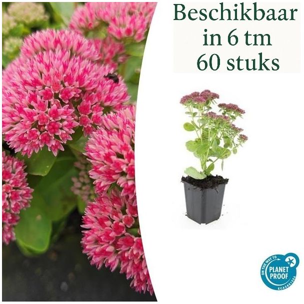 6 tot 60 stuks Sedum Herbstfreude / hemelsleutel - Roze bloei - Winterharde Vetplant - Herfstbloeiend