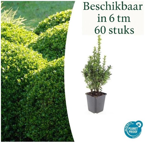 6 tot 60 Stuks 40x Buxus Sempervirens - de gewone buxus, winterharde haag  ↕10-25cm - Ø9cm