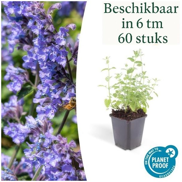 6 tot 60 stuks Nepeta ‘Six Hills Giant’ – Kattenkruid met lila-blauwe bloemen voor bijen, vlinders én kattenliefhebbers