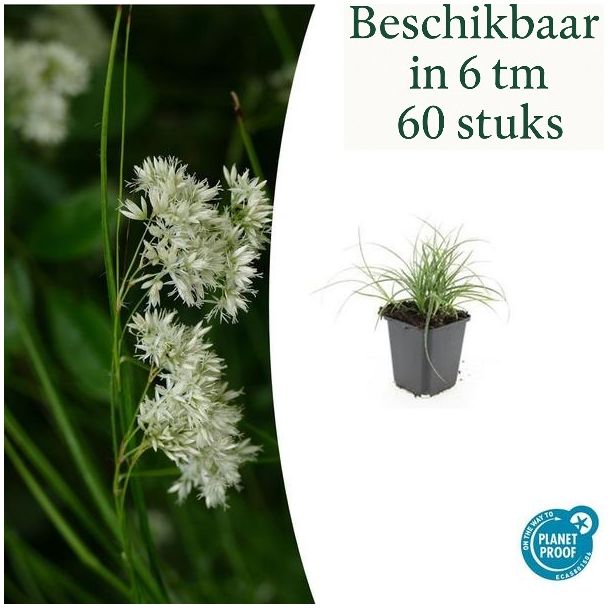 6 tot 60 Stuks Sneeuwgras - Luzula nivea bodembeddekers van ca. 15 cm hoog