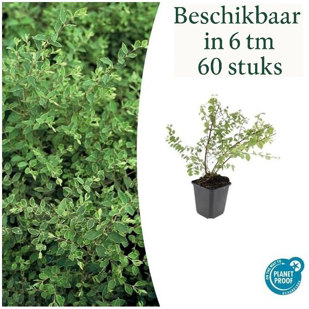 6 tot 60 Stuks, De Sneeuwbes, Sierstruik, witte Bessen, Symphoricarpos ch.  Hancock  - ↕10-25cm - Ø9cm