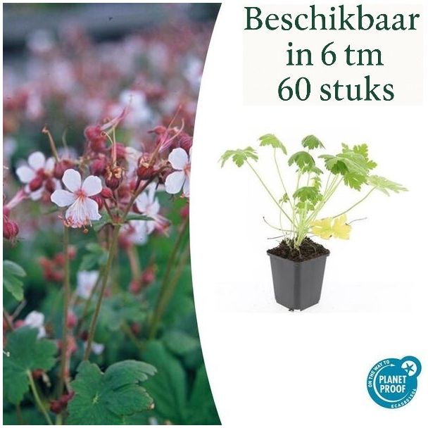 6 tot 60  Stuks  Ooievaarsbek / Geranium macrorrhizum Spessart, Zachtroze tot Wit ,Sterke Bodembedekker - ↕10-25cm - Ø9cm