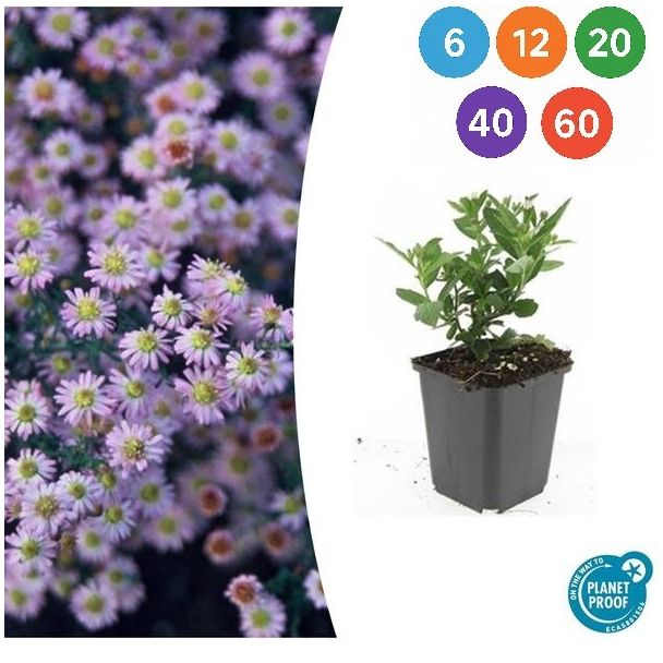 Langbloeiende Herfstaster | Aster ageratoides 'Stardust' ↕10–25 cm – Ø9cm