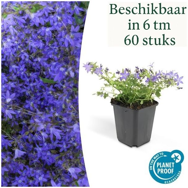 Campanula poscharskyana 'Stella' – Blauwe klokjesbloem voor border en bodembedekking – Ø9 cm – 10-25 cm hoog (set van 6 t/m 60 stuks)